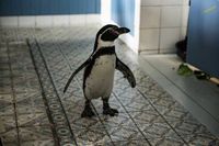 DIE-CHAOSSCHWESTERN-UND-PINGUIN-PAUL---(C)-DCM-blueeyes-Menke_700